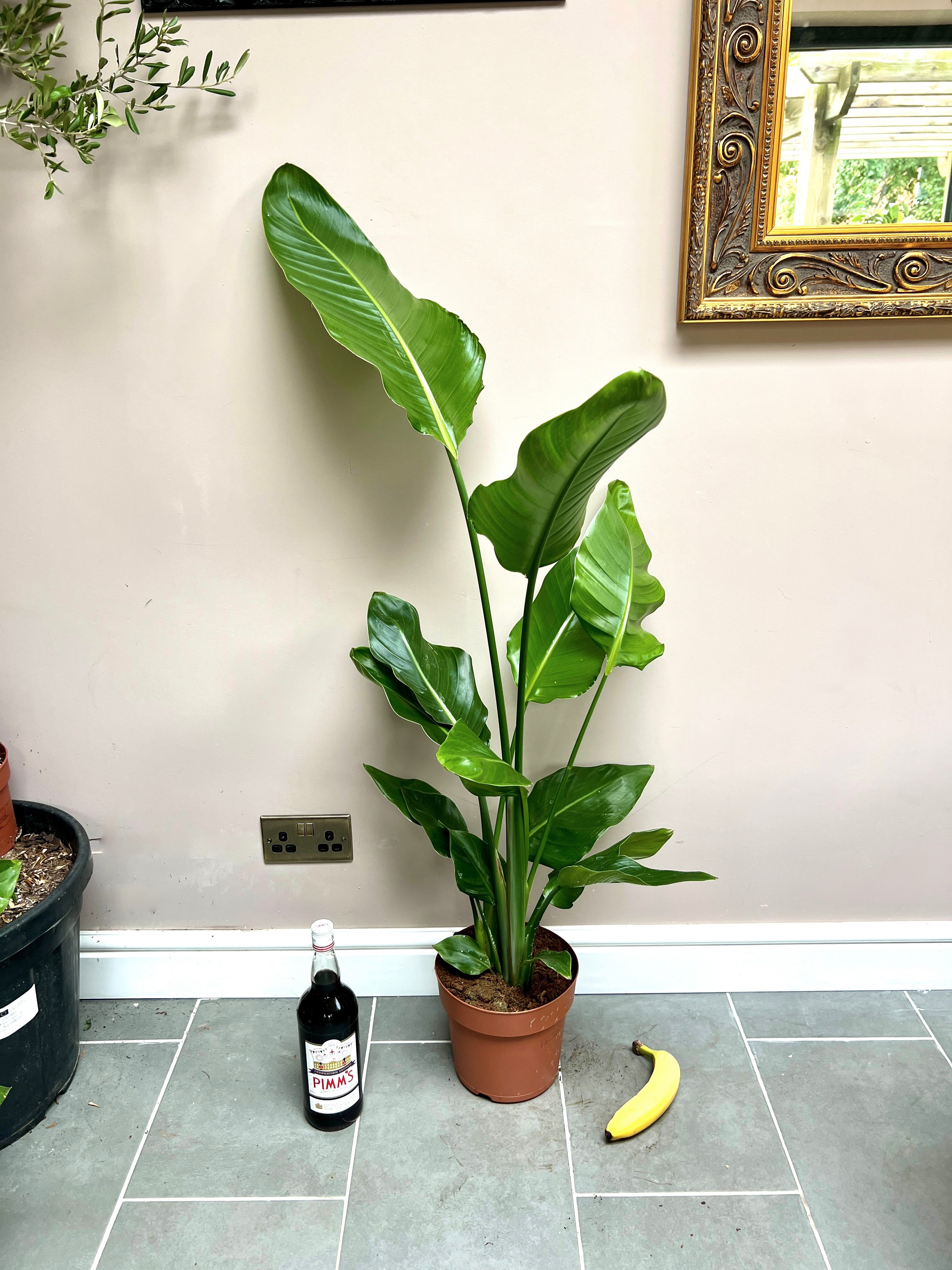 120cm Strelitzia Nicolai (Bird of Paradise) – Bristol Plant Man