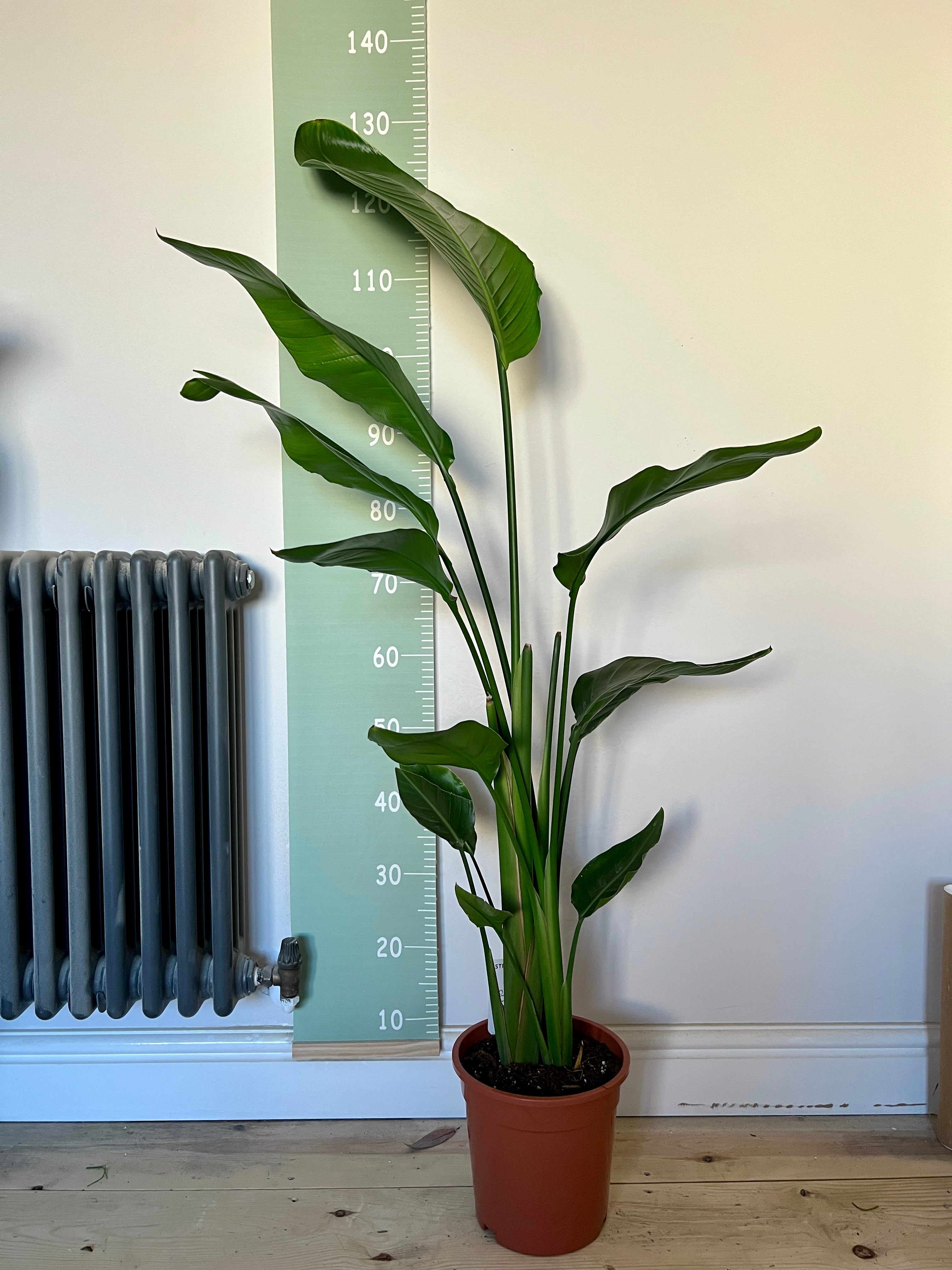 120cm Strelitzia Nicolai (Bird of Paradise) – Bristol Plant Man