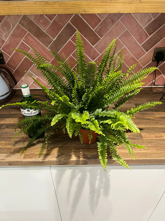 40cm Boston Fern