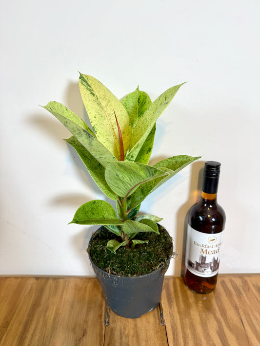 50cm Ficus Elastica Moonshine