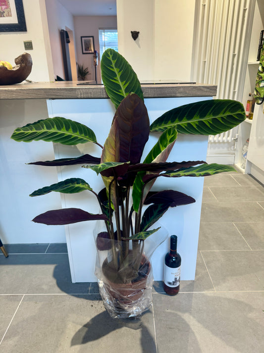 110cm Calathea Warscewiczii