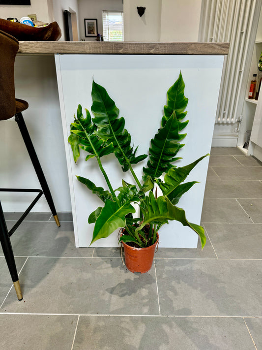 75cm Philodendron Narrow Escape