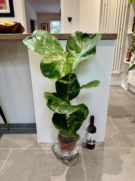 100cm Ficus Lyrata (Fiddle Leaf Fig)