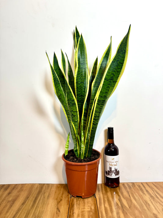 80cm Sansevieria (Snake / Mother in Law’s Tongue Plant)