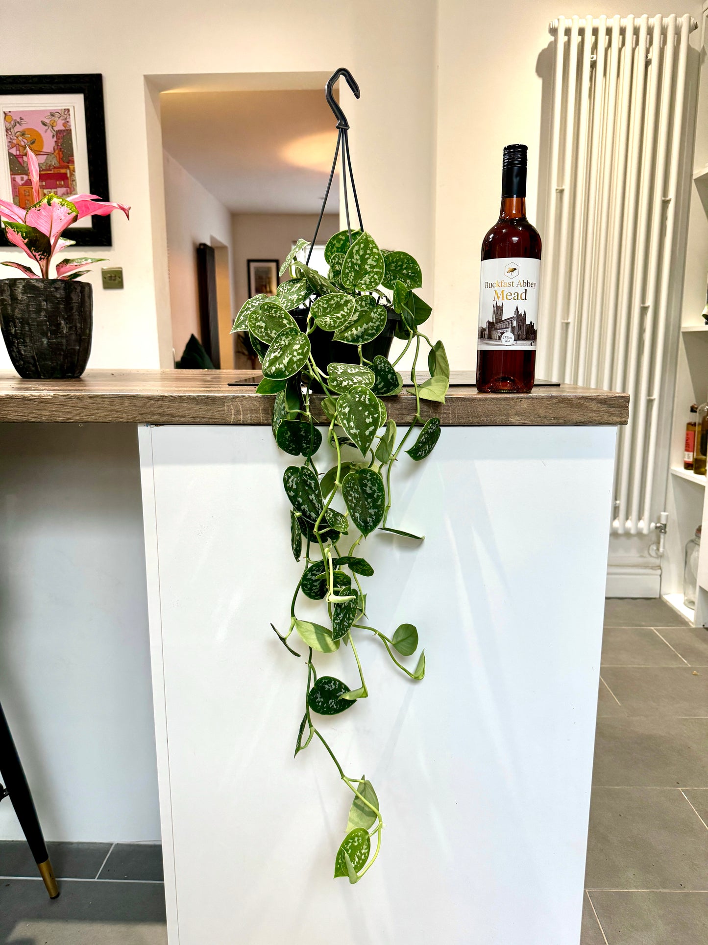 60cm Satin Pothos (Scindapsus Argyraeus)