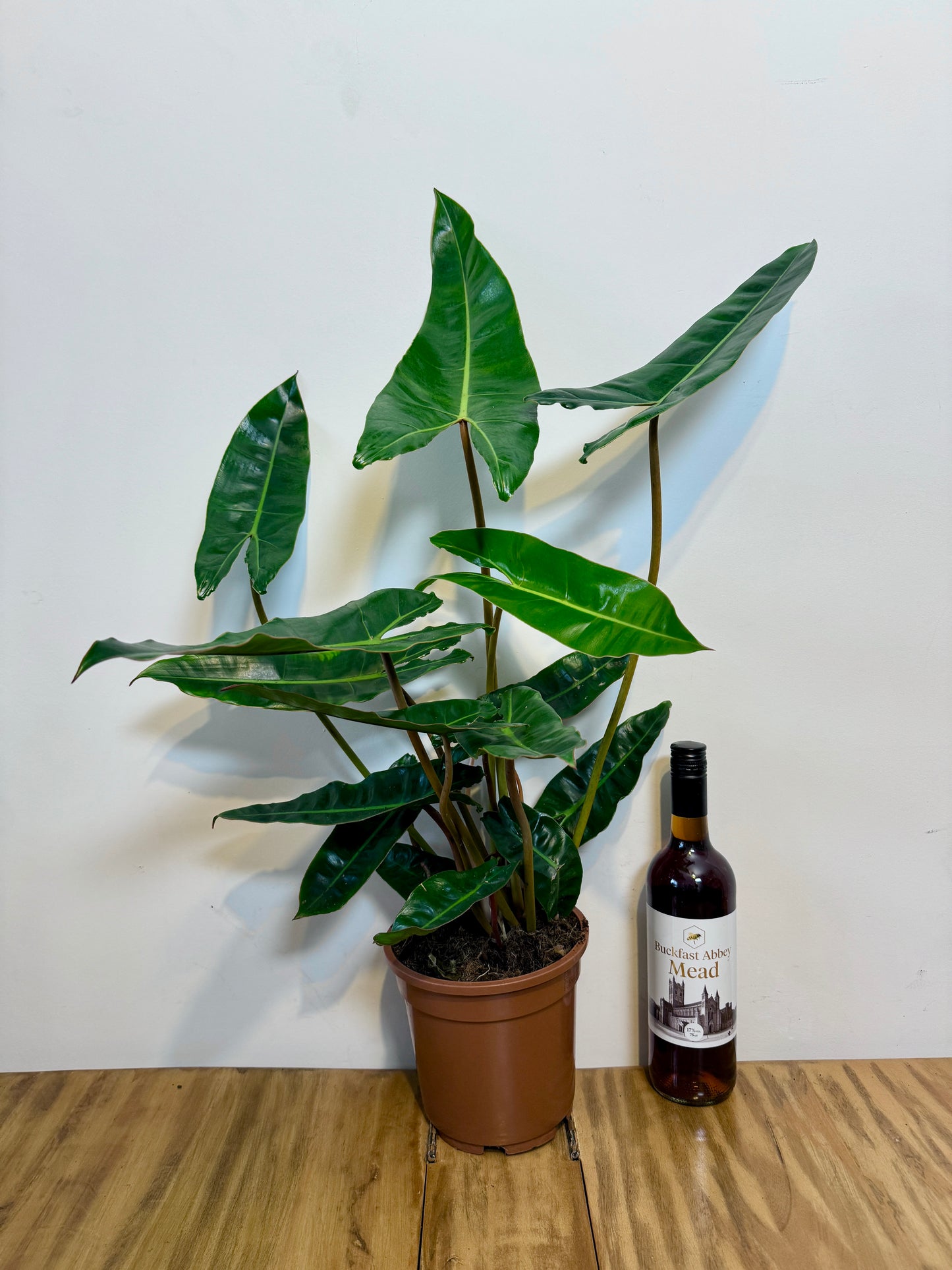 70cm Philodendron Billietiae