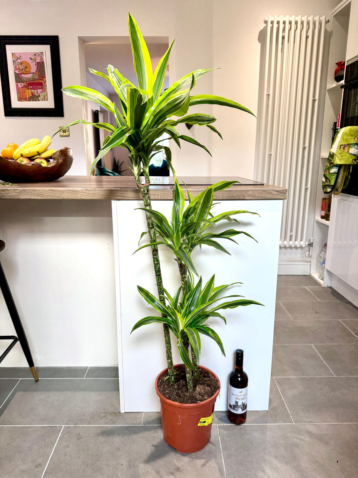 140cm Dracaena Lemon Lime (Dragon Tree)