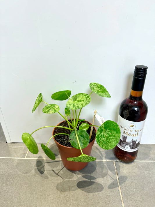 30cm Variegated Pilea Mojito Peperomioides