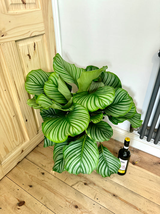 80cm Calathea Orbifolia