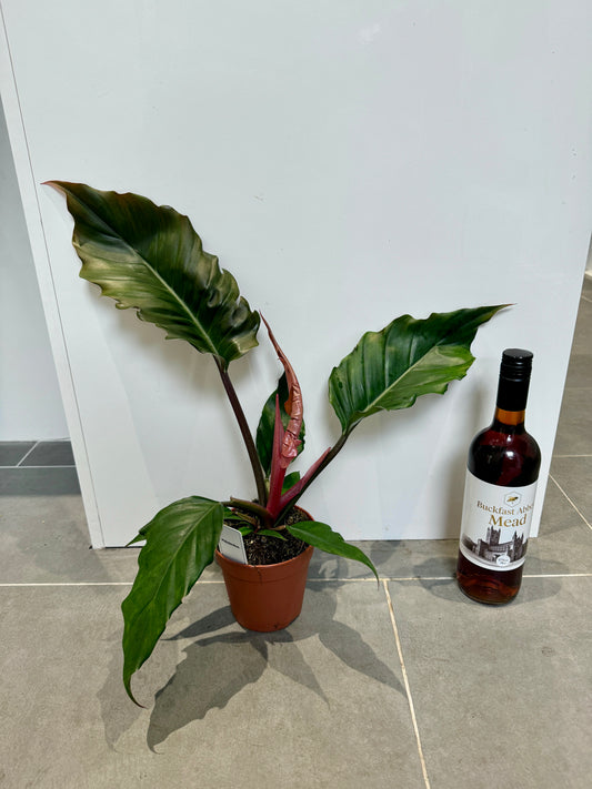 40cm Philodendron Choco Empress