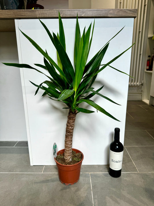 80cm Yucca