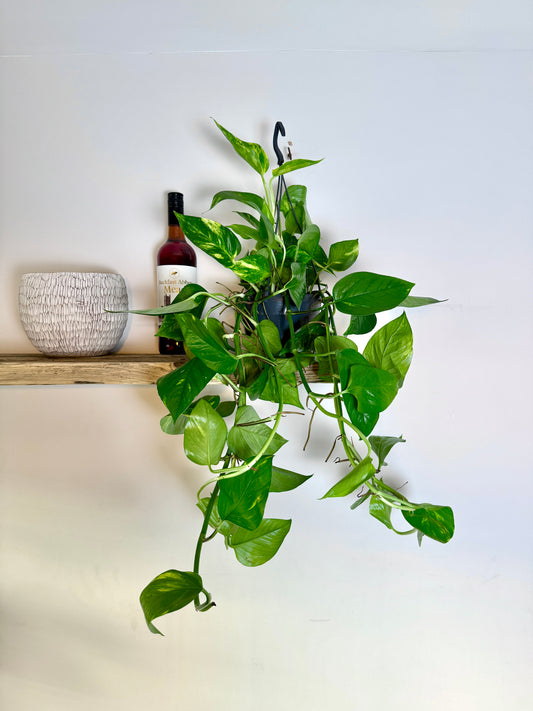 50cm Hanging Devils Ivy