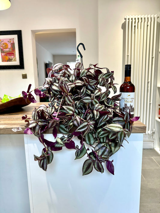 60cm Hanging Tradescantia Violet Hill