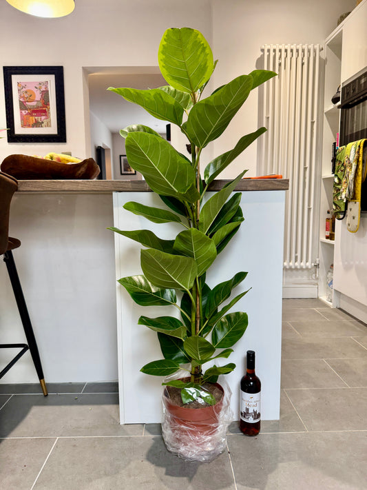 120cm Ficus Altissima