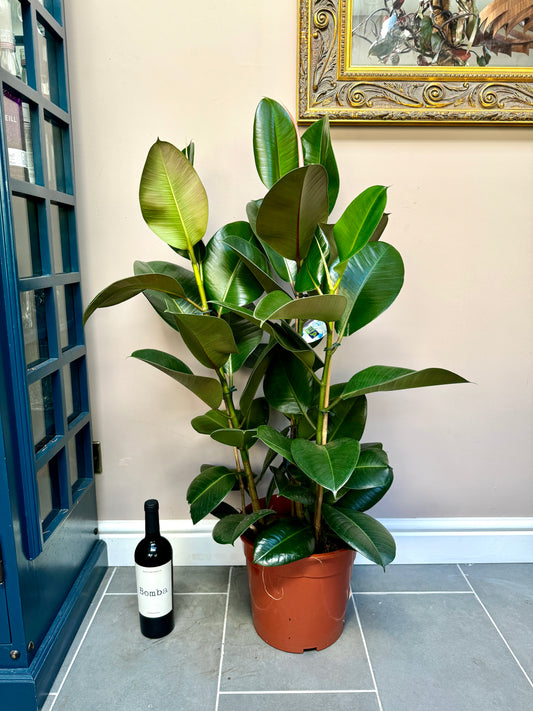 120cm Triple Stem Ficus Elastica (Rubber Plant)