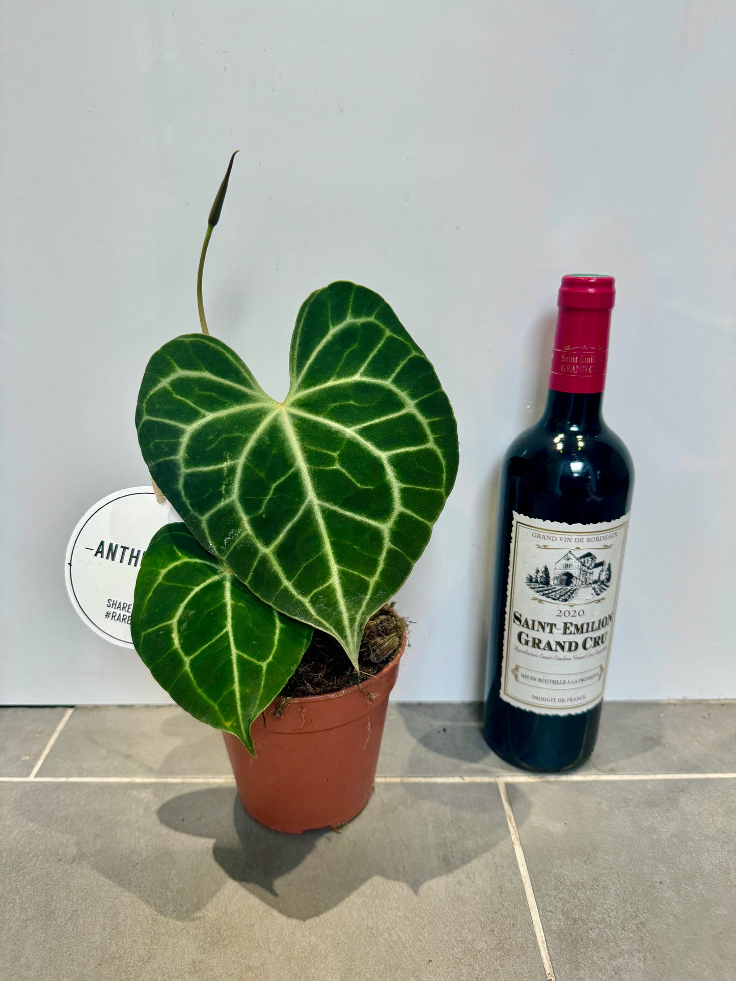 30cm Anthurium Clarinvervium