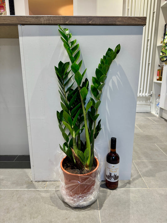 90cm ZZ Plant