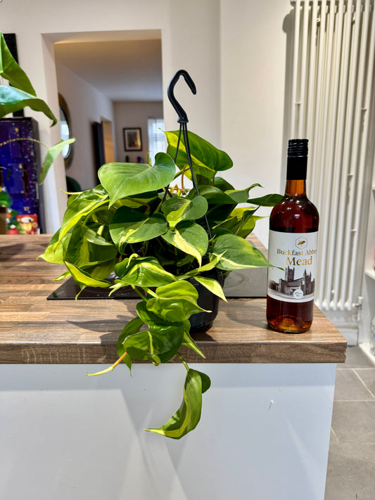 Philodendron scandens brasil (Devils Ivy)