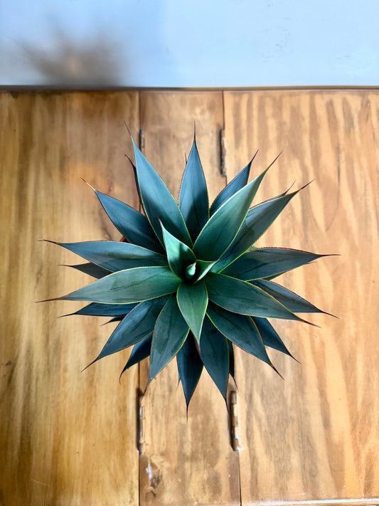 25cm Agave Shaka Zulu