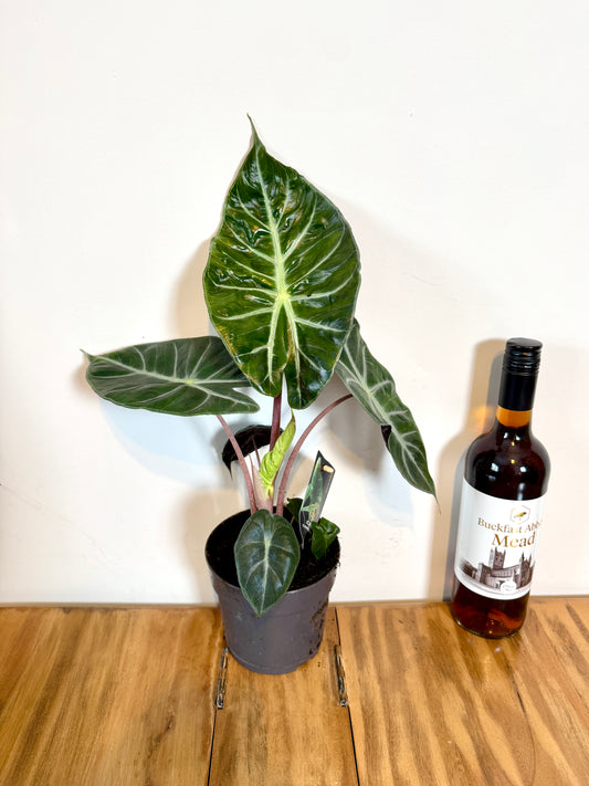 45cm Alocasia Pink Dragon