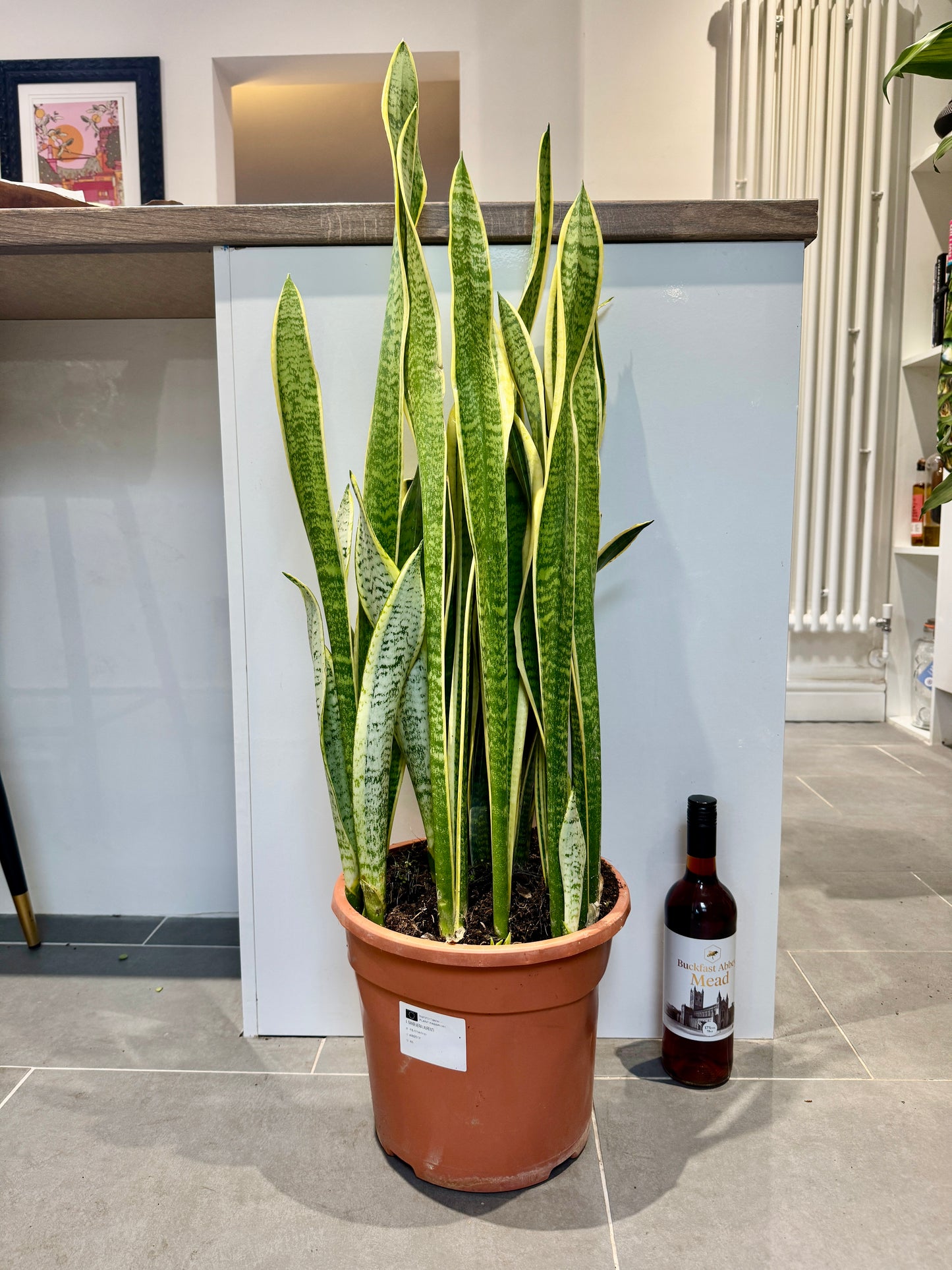 100cm Snake Plant / Mother in Law’s Tonge