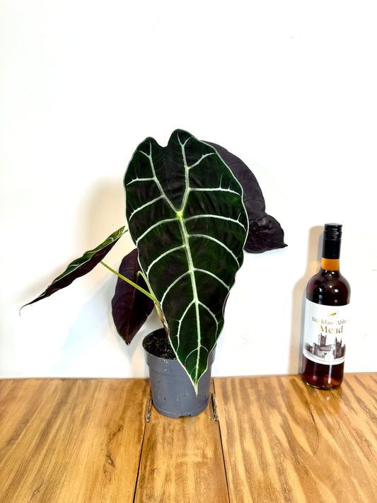 45cm Alocasia Watsoniana Velvety