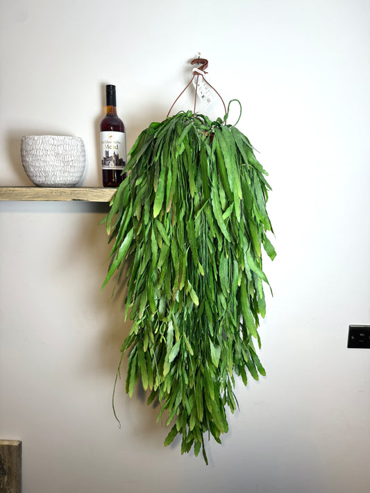 80cm Pseudorhipsalis Ramulosa