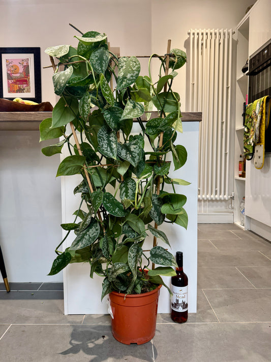 120cm Climbing Satin Pothos