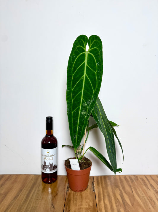 60cm Queen Anthurium Warocqueanum