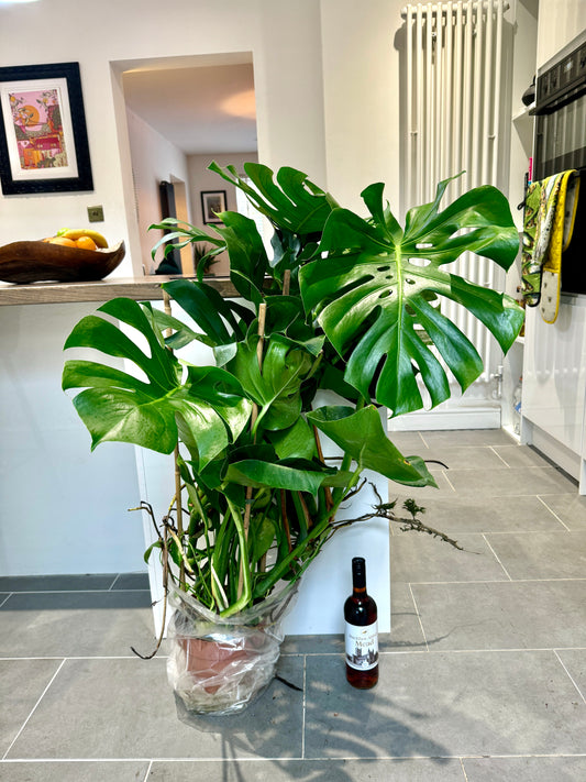 120cm Monstera Deliciosa (Swiss Cheese Plant)