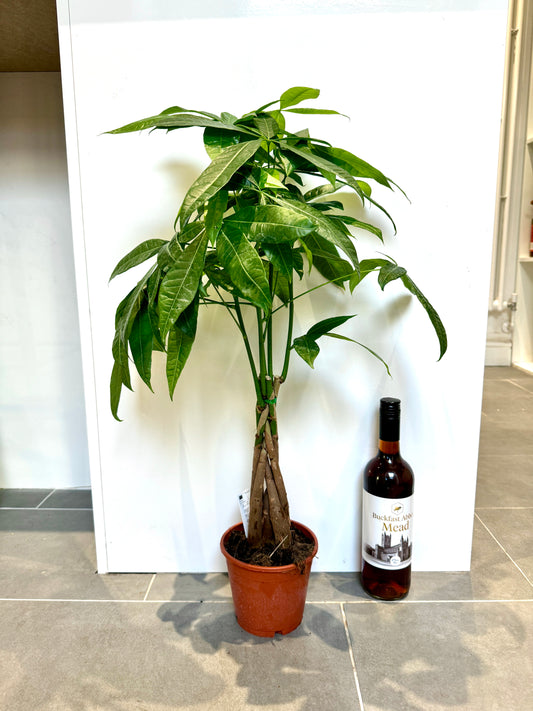 70cm Pachira Aquatica (Money Tree)