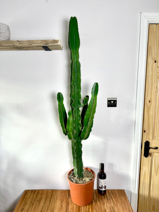 160cm Giant Euphorbia Erytrea Cactus