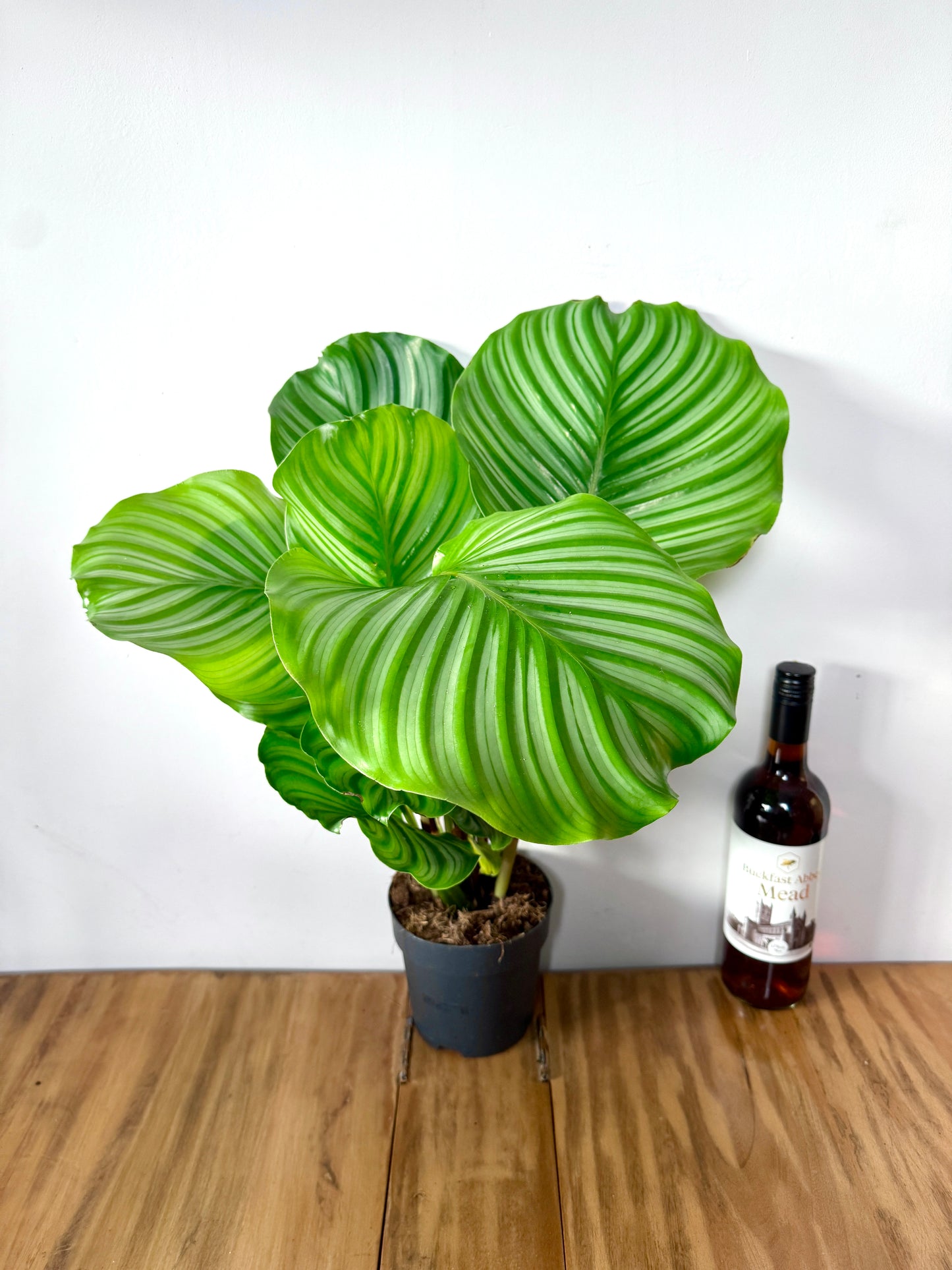 60cm Calathea Orbifolia