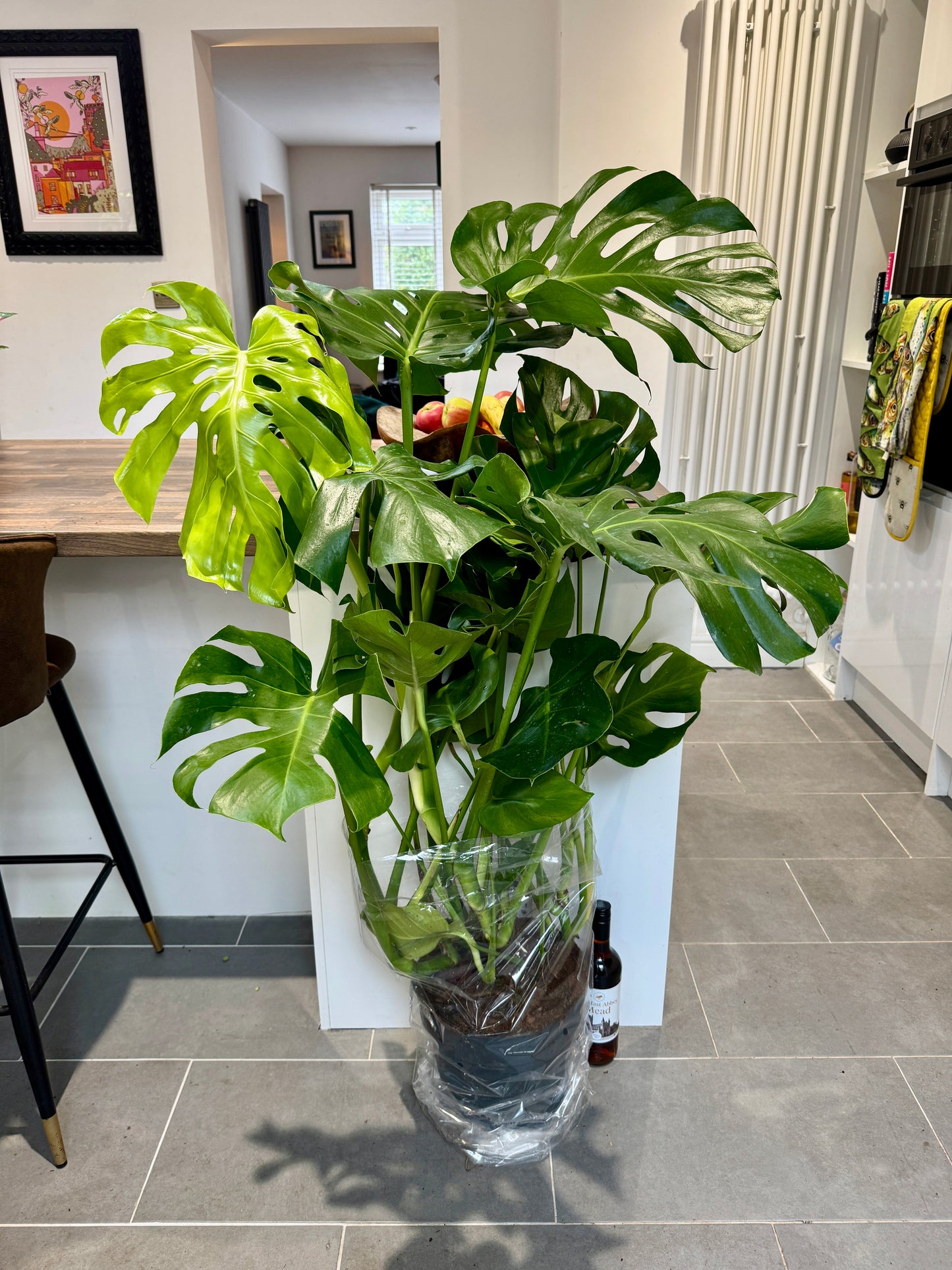 130cm Monstera Deliciosa (Swiss Cheese Plant)