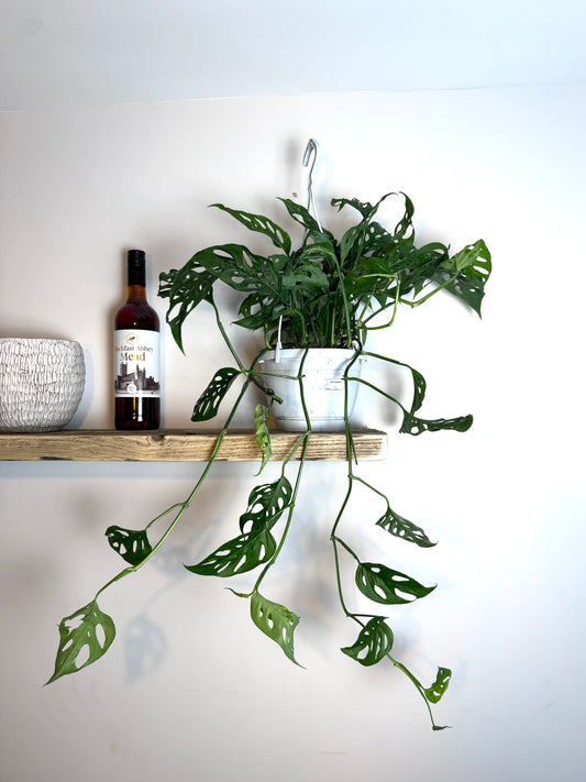 60cm Hanging Monstera Adansonii (Monkey Mask Cheese Plant)