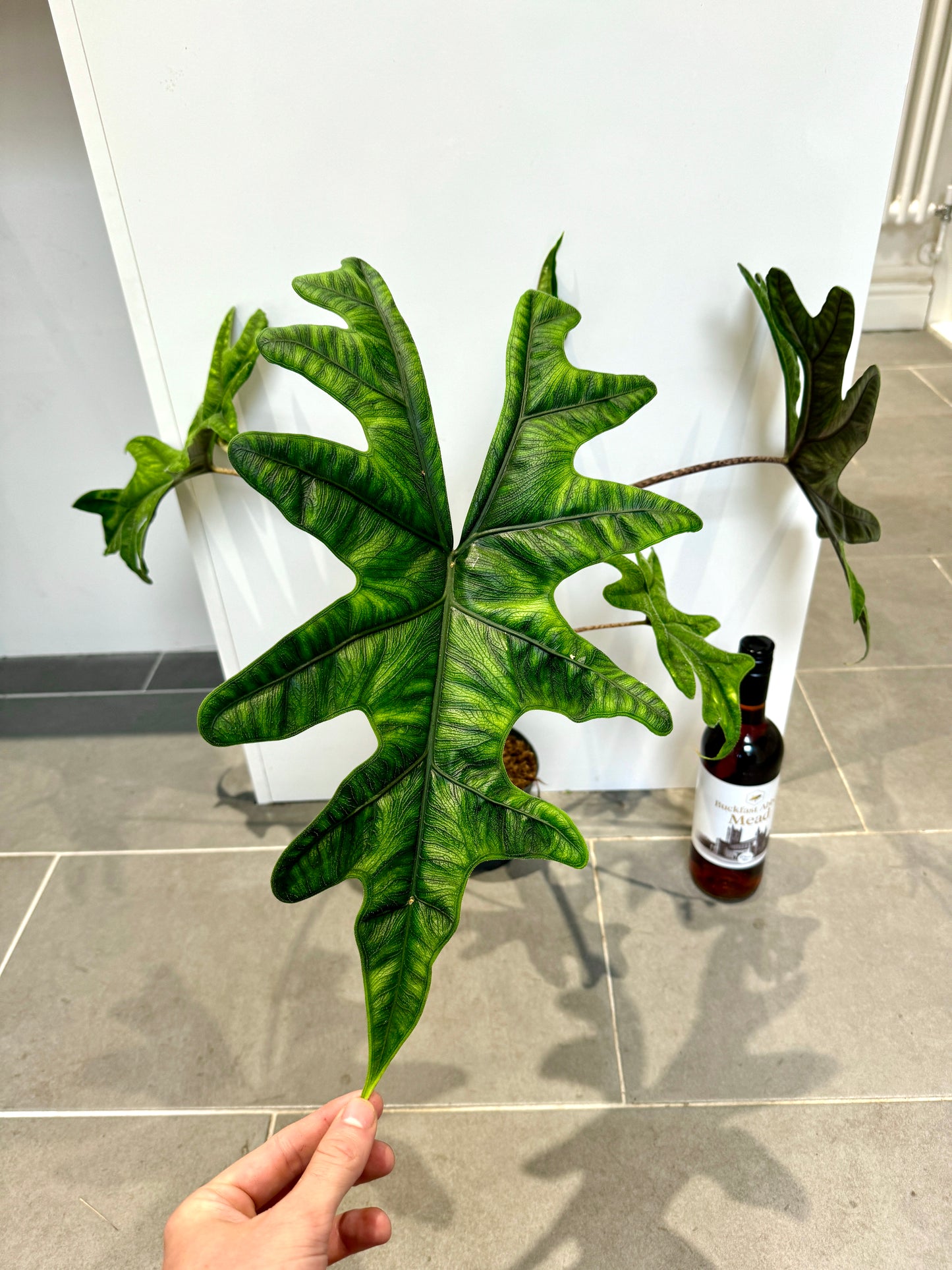 80cm Alocasia Jacklyn