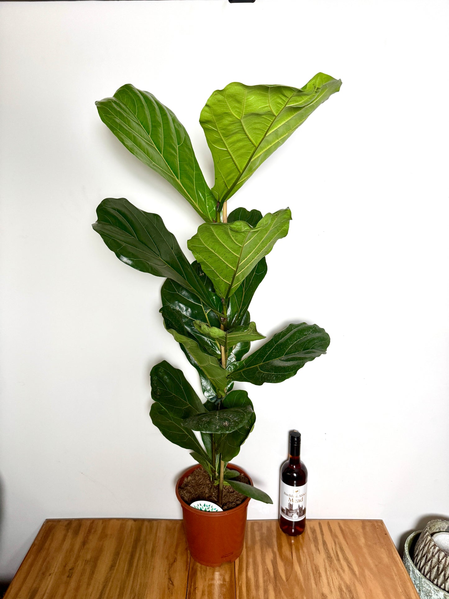 120cm Ficus Lyrata (Fiddle Leaf Fig)