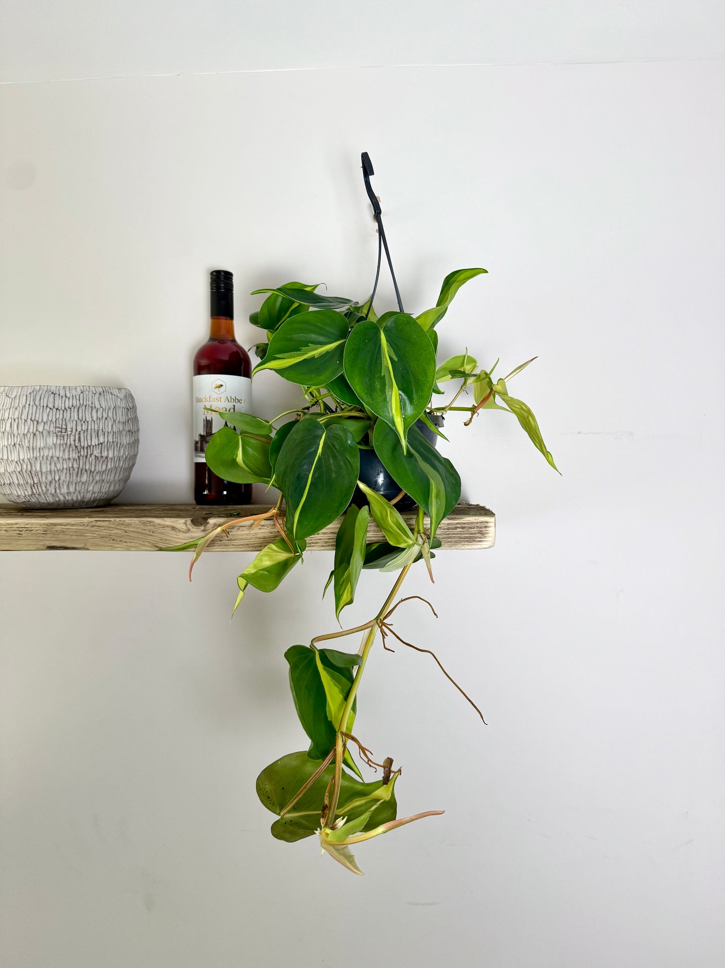 50cm Philodendron scandens brasil (Devils Ivy)