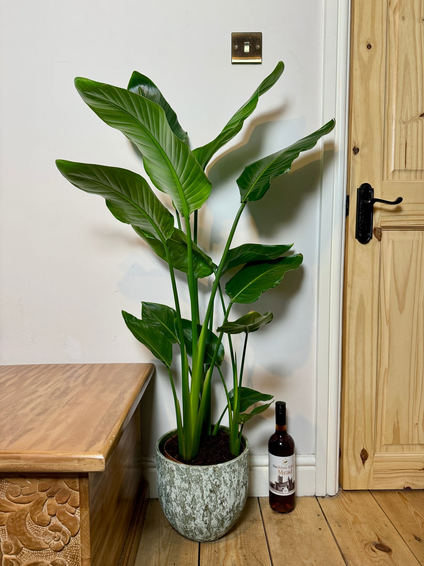 140cm Strelitzia nicolai (Bird of paradise)