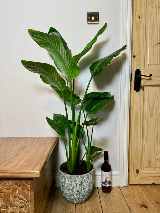 140cm Strelitzia nicolai (Bird of paradise)