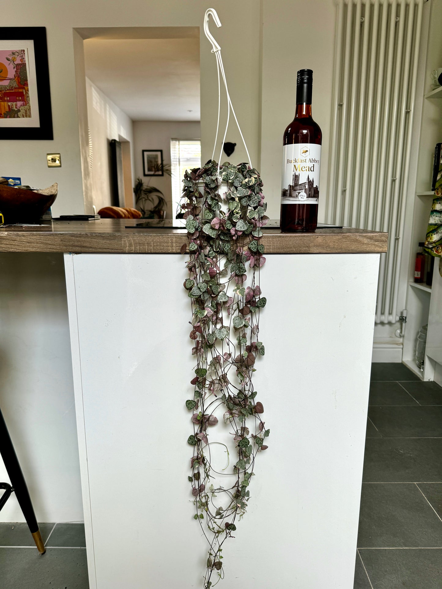 100cm Variegated Hanging String of Hearts (Ceropegia woodii)