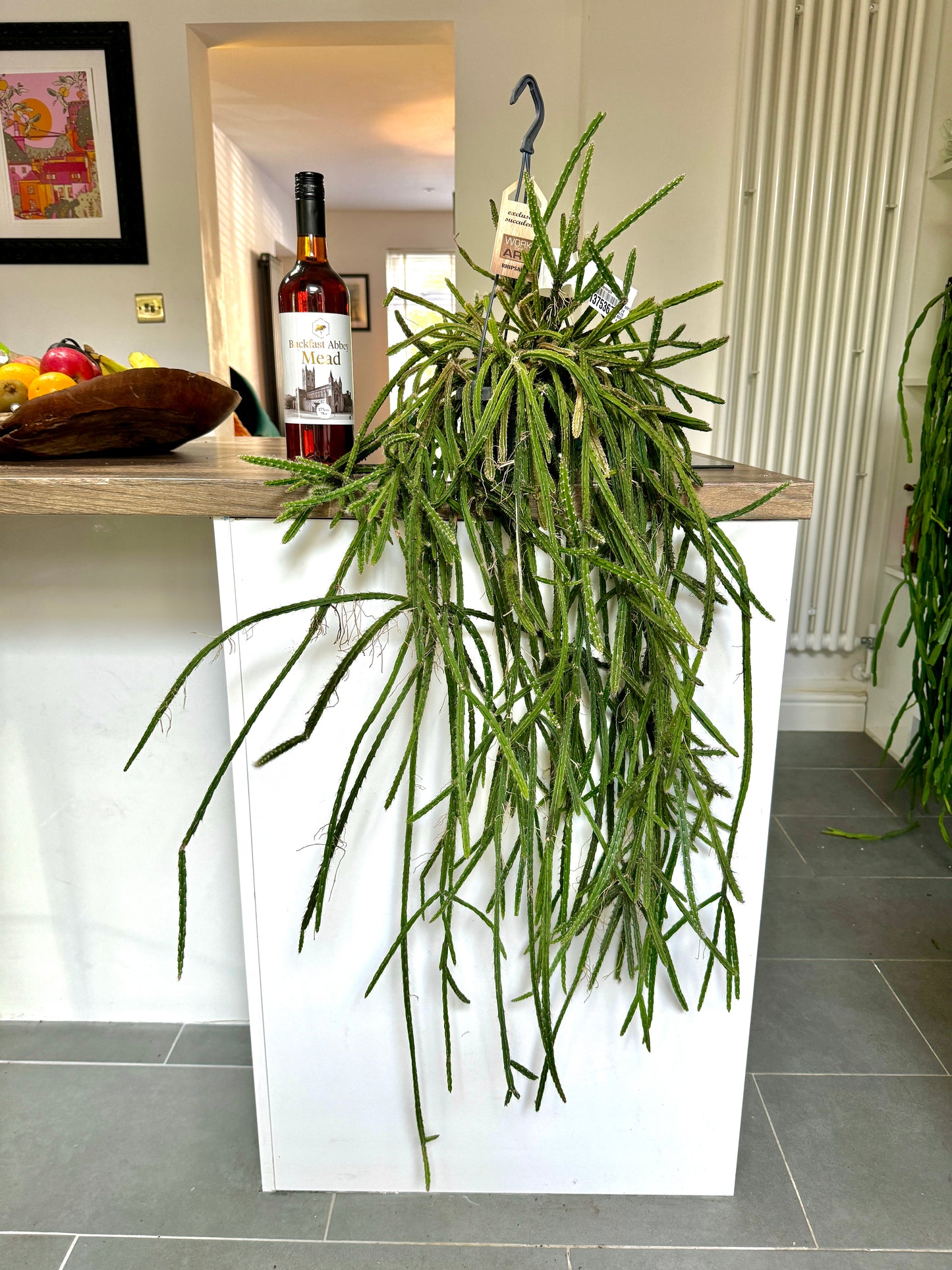 120cm Rhipsalis Cassutha