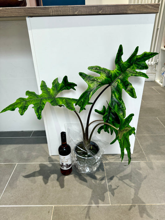 80cm Alocasia Jacklyn