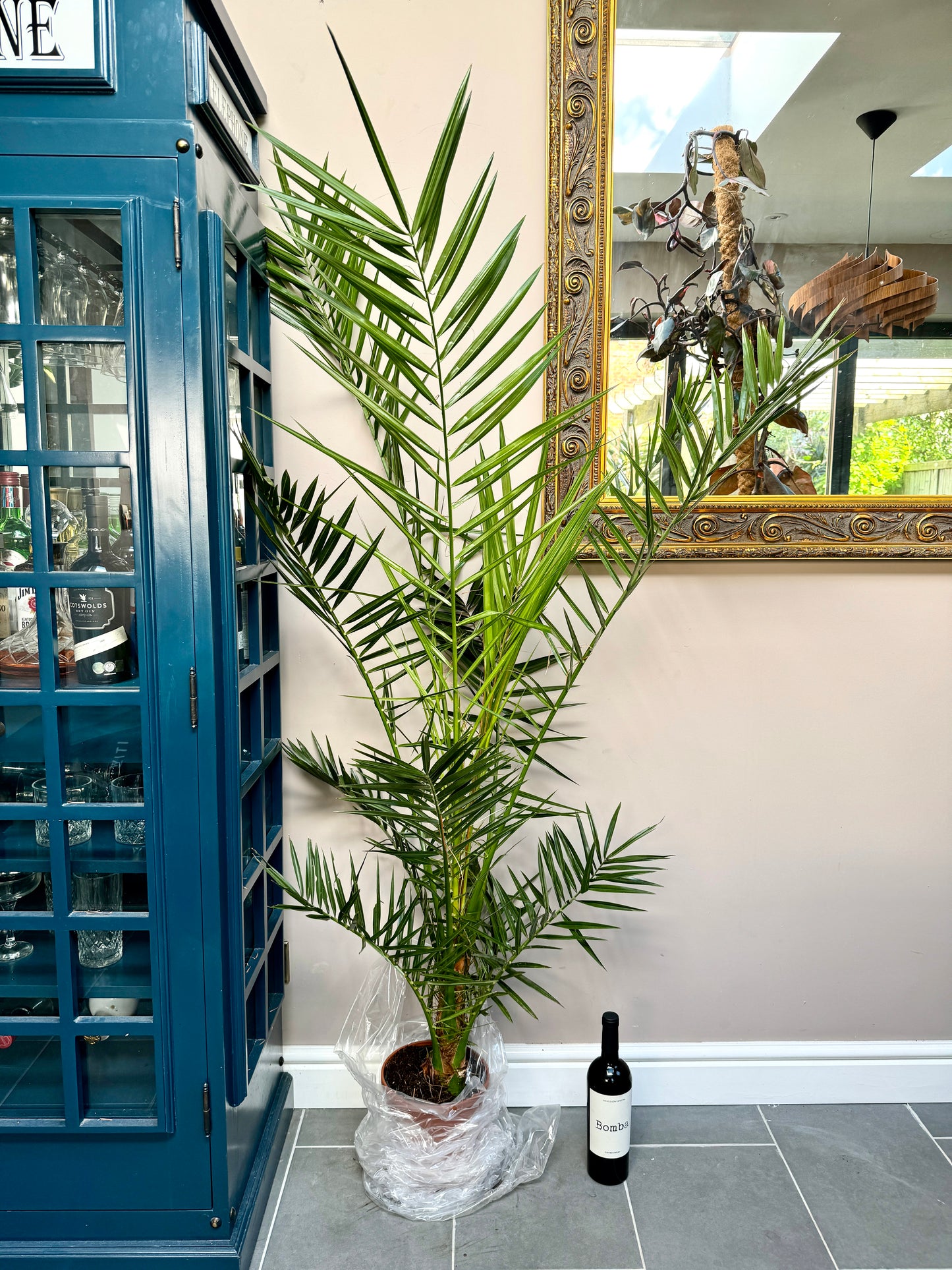 160cm Canary Date Palm (Phoenix Canariensis)
