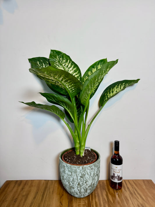 90cm Dieffenbachia Tropic Snow (Dumb Cane)