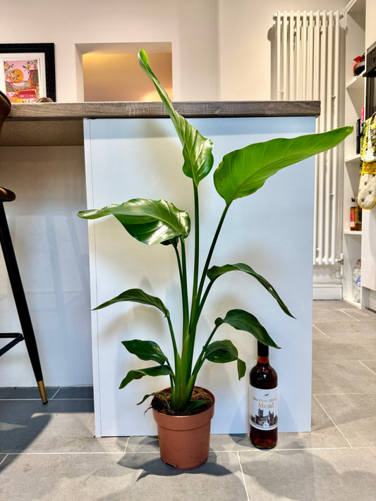 80cm Strelitzia nicolai (Bird of paradise)