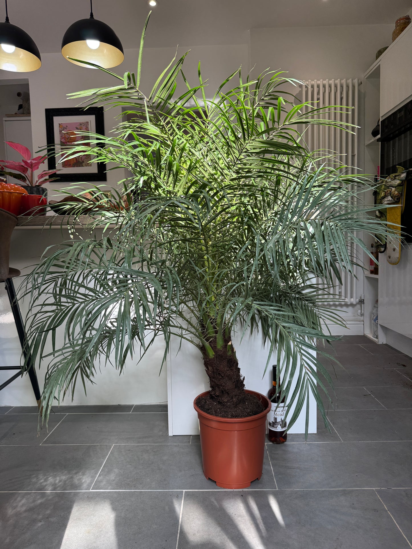 130cm Pygmy Date Palm (Phoenix Roebelenii)