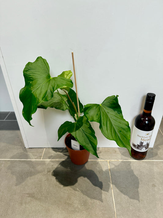 50cm Anthurium Balaoanum