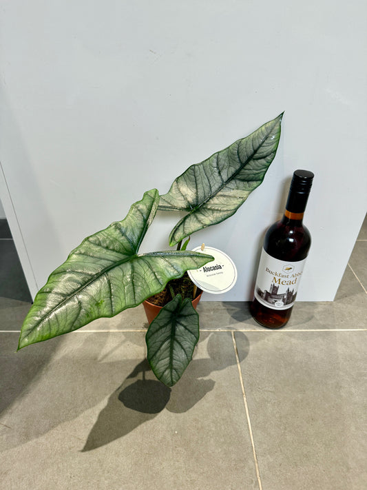 40cm Alocasia Heterophylla - Dragon breath