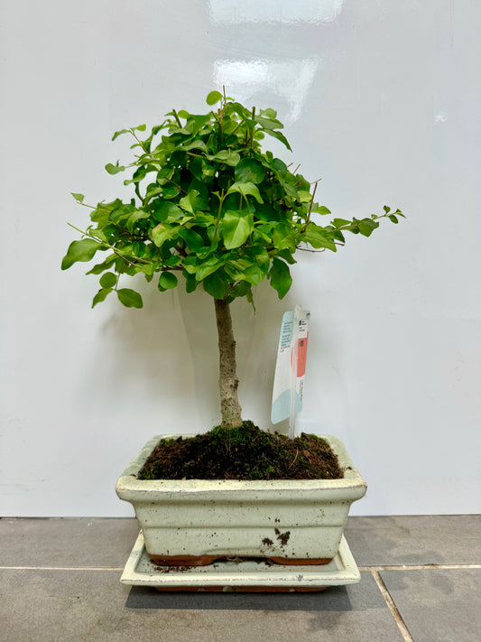 30cm Bonsai Tree in ceramic dish